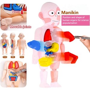 پک ساخت آناتومی بدن انسان با لوازم کامل _اسباب بازی علمی