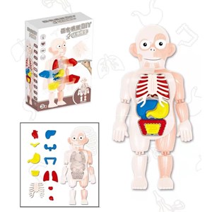 پک ساخت آناتومی بدن انسان با لوازم کامل _اسباب بازی علمی