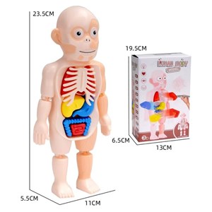 پک ساخت آناتومی بدن انسان با لوازم کامل _اسباب بازی علمی