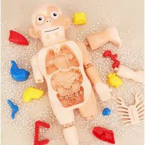 پک ساخت آناتومی بدن انسان با لوازم کامل _اسباب بازی علمی