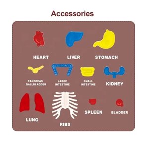پک ساخت آناتومی بدن انسان با لوازم کامل _اسباب بازی علمی