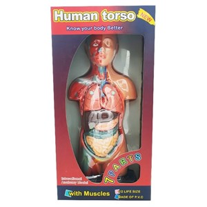 مولاژ نیم تنه انسان با مقیاس 1:2_اسباب بازی علمی