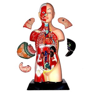 مولاژ نیم تنه انسان با مقیاس 1:2_اسباب بازی علمی