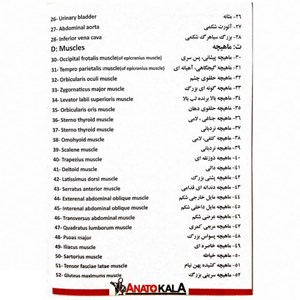 مولاژ نیم تنه انسان با مقیاس 1:2_اسباب بازی علمی