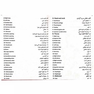 مولاژ نیم تنه انسان با مقیاس 1:2_اسباب بازی علمی